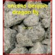 ENCENS BENJOIN DRAGON FLY