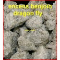 ENCENS BENJOIN DRAGON FLY